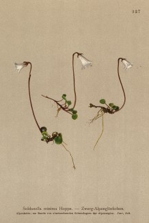 Сольданелла малая (Soldanella minima (лат.)) (из Atlas der Alpenflora. Дрезден. 1897 год. Том IV. Лист 327)