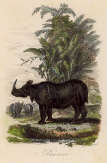 Чёрный носорог (иллюстрация к работе Ахилла Конта Musée d'histoire naturelle, изданной в Париже в 1854 году)