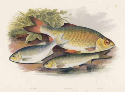 Краснопёрка и друзья (иллюстрация к "Пресноводным рыбам Британии" -- одной из красивейших работ 70-х гг. XIX века, выполненных в технике хромолитографии)
