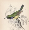 Нектарница Nectarinia parvula (лат.) (лист 7 тома XVI "Библиотеки натуралиста" Вильяма Жардина, изданного в Эдинбурге в 1843 году)