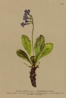 Примула широколистная (Primula latifolia (лат.)) (из Atlas der Alpenflora. Дрезден. 1897 год. Том IV. Лист 304)
