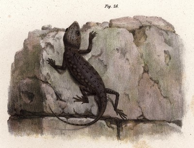 Тонкопалый геккон (Stenodactylus elegans (лат.)) (из Naturgeschichte der Amphibien in ihren Sämmtlichen hauptformen. Вена. 1864 год)