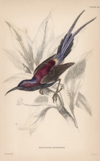 Нектарница Nectarinia Hodgsonis (лат.) (лист 28 тома XVI "Библиотеки натуралиста" Вильяма Жардина, изданного в Эдинбурге в 1843 году)
