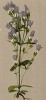 Горечавка туполистная (Gentiana obtusifolia (лат.)) (из Atlas der Alpenflora. Дрезден. 1897 год. Том IV. Лист 349)
