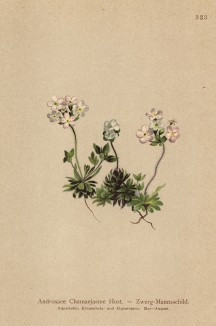 Проломник головчатый (Androsace Chamaejasme (лат.)) (из Atlas der Alpenflora. Дрезден. 1897 год. Том IV. Лист 323)