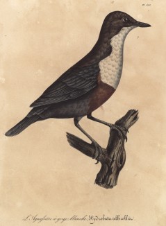 Завирушка альпийская (лист из альбома литографий "Галерея птиц... королевского сада", изданного в Париже в 1825 году)