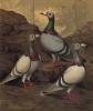 Голубые и серебрянные голуби-драгуны (бирмингемская порода) (из знаменитой "Книги голубей..." Роберта Фултона, изданной в Лондоне в 1874 году)