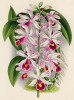 Орхидея SHOMBURGKIA HUMBOLDTI (лат.) (лист DCCXXVIII Lindenia Iconographie des Orchidées - обширнейшей в истории иконографии орхидей. Брюссель, 1901)