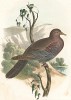 Красноклювый голубь, Columba flavirostris (лат.). United States and Mexican Boundary Survey… Spencer F. Baird, Birds of the Boundary. л.XXIII. Вашингтон, 1859 