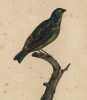 Органист, или эуфония антильская (самочка) (лист из альбома литографий "Галерея птиц... королевского сада", изданного в Париже в 1822 году)