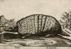 Броненосец (лист из альбома Nova raccolta de li animali piu curiosi del mondo disegnati et intagliati da Antonio Tempesta... Рим. 1651 год)