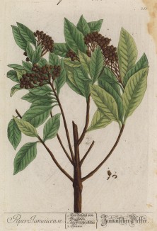 Пимента (Pimenta Lindl. (лат.)) — род растений из семейства миртовые -- пряность, известная как ямайский, или английский, перец (лист 355 "Гербария" Элизабет Блеквелл, изданного в Нюрнберге в 1757 году)
