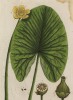 Кувшинка (Nymphaea lutea (лат.)) (лист 497а "Гербария" Элизабет Блеквелл, изданного в Нюрнберге в 1760 году)
