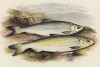 Cиг & ряпушка (иллюстрация к "Пресноводным рыбам Британии" -- одной из красивейших работ 70-х гг. XIX века, выполненных в технике хромолитографии)