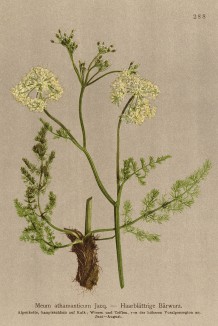 Меум атамантовый (Meum athamanticum Jacq. (лат.)) (из Atlas der Alpenflora. Дрезден. 1897 год. Том III. Лист 288)