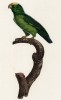 Попугайчик Туи (лист 70 иллюстраций к первому тому Histoire naturelle des perroquets Франсуа Левальяна. Изображения попугаев из этой работы считаются одними из красивейших в истории. Париж. 1801 год)