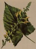 Шалфей железистый, или шалфей клейкий (Salvia glutinosa (лат.)) (из Atlas der Alpenflora. Дрезден. 1897 год. Том IV. Лист 363)