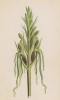 Ремнелепестник козлиный (Himanthoglosum hircinum (лат.)) (лист 376 известной работы Йозефа Карла Вебера "Растения Альп", изданной в Мюнхене в 1872 году)