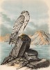 Великолепный кречет Falco candicans (лат.), обитающий в Исландии, в 1/3 натуральной величины (одна из самых ценных ловчих птиц) (лист XVII красивой работы Оскара фон Ризенталя "Хищные птицы Германии...", изданной в Касселе в 1894 году)