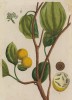 Чилибуха, или кучеляба (Strychnos nux-vomica (лат.)) — тропическое дерево, чьи семена — рвотные орешки — являются основным источником ядовитых алкалоидов стрихнина и бруцина (лист 400 b "Гербария" Элизабет Блеквелл, изданного в Нюрнберге в 1757 году)