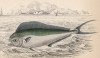 Атлантическая корифена (Coryphaena equisitis (лат.)) из семейства Coryphaenidae (корифены) (лист 23 тома XXVIII "Библиотеки натуралиста" Вильяма Жардина, изданного в Эдинбурге в 1843 году)
