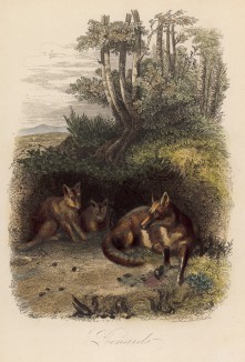 Лиса с лисятами (иллюстрация к работе Ахилла Конта Musée d'histoire naturelle, изданной в Париже в 1854 году)