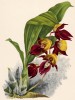 Орхидея CATASETUM x SPLENDENS (лат.) (лист DLV Lindenia Iconographie des Orchidées - обширнейшей в истории иконографии орхидей. Брюссель, 1897)