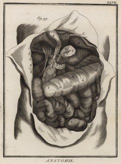 Анатомия. Строение кишечника по Галлеру. (Ивердонская энциклопедия. Том I. Швейцария, 1775 год)