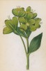 Морозник вонючий (Helleborus foetidus (лат.)) (лист 27 известной работы Йозефа Карла Вебера "Растения Альп", изданной в Мюнхене в 1872 году)