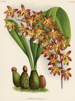 Орхидея ERIOPSIS RUTIDOBULBON (лат.) (лист DCCXXXIX Lindenia Iconographie des Orchidées - обширнейшей в истории иконографии орхидей. Брюссель, 1901)