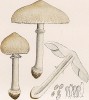 Гриб-зонтик белый или полевой, Lepiota excoriata Schaeff. (лат.), отличный съедобный гриб. Дж.Бресадола, Funghi mangerecci e velenosi, т.I, л.16. Тренто, 1933