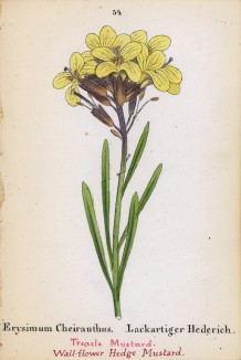 Желтушник левкойный (Erysimum Cheiranthus (лат.)) (лист 54 известной работы Йозефа Карла Вебера "Растения Альп", изданной в Мюнхене в 1872 году)