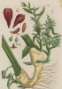 Кардамон (Cardamomum majus (лат.)) из семейства имбирные - лекарственное растение в азиатской медицине (лист 385 "Гербария" Элизабет Блеквелл, изданного в Нюрнберге в 1757 году)