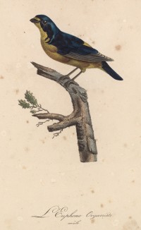Органист, или эуфония антильская (самец) (лист из альбома литографий "Галерея птиц... королевского сада", изданного в Париже в 1822 году)