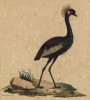 Венценосный журавль (лист из альбома литографий "Галерея птиц... королевского сада", изданного в Париже в 1822 году)