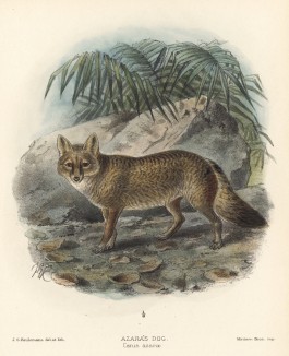 Собака Азара (лист XVII иллюстраций к известной работе Джорджа Миварта "Семейство волчьих". Лондон. 1890 год)