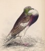 Зобастый голубь (Columba Gutturosa (лат.)) (лист 15 тома XIX "Библиотеки натуралиста" Вильяма Жардина, изданного в Эдинбурге в 1843 году)