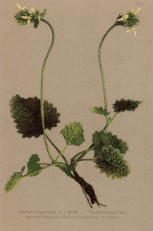 Чистец германский (Stachys alopecuros (лат.)) (из Atlas der Alpenflora. Дрезден. 1897 год. Том IV. Лист 361)