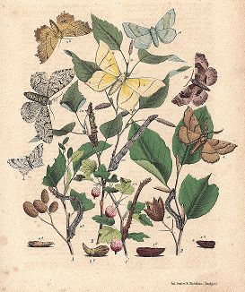Бабочки семейства пядениц. "Книга бабочек" Фридриха Берге, Штутгарт, 1870. 