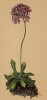 Первоцвет мучнистый (Primula farinosa (лат.)) (из Atlas der Alpenflora. Дрезден. 1897 год. Том IV. Лист 313)