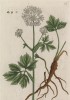 Царский корень (Imperatoria Ostruthium (лат.)) из семейства зонтичные. Употребляется в медицине и для приготовления зелёного швейцарского сыра (лист 279 "Гербария" Элизабет Блеквелл, изданного в Нюрнберге в 1757 году)