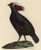Лесной голубь (лист из альбома литографий "Галерея птиц... королевского сада", изданного в Париже в 1825 году)