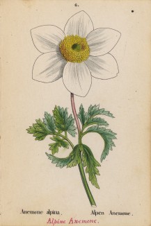 Ветреница, или анемона альпийская (Anemone alpina (лат.)) (лист 6 известной работы Йозефа Карла Вебера "Растения Альп", изданной в Мюнхене в 1872 году)