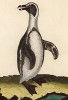 Пингвин (Франсуа Мартине считал, что пингвины водятся на мысе Доброй Надежды в Африке) (из Table des Planches Enluminées d'Histoire Naturelle de M. D'Aubenton (фр.). Утрехт. 1783 год (лист 382))