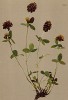 Клевер коричневый (Trifolium badium Schreb. (лат.)) (из Atlas der Alpenflora. Дрезден. 1897 год. Том III. Лист 238)