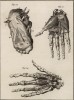 Анатомия. Мышцы рук и ног. (Ивердонская энциклопедия. Том I. Швейцария, 1775 год)