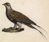 Копытка из семейства рябков (лист из альбома литографий "Галерея птиц... королевского сада", изданного в Париже в 1825 году)