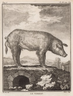 Хряк (лист XII иллюстраций к первому тому знаменитой "Естественной истории" графа де Бюффона, изданному в Париже в 1749 году)