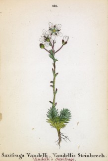 Камнеломка Ванделла (Saxifraga Vandelli (лат.)) (лист 165 известной работы Йозефа Карла Вебера "Растения Альп", изданной в Мюнхене в 1872 году)