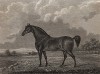 Легкоупряжная верховая лошадь Фландрский Выстрел. Английская гравюра, изданная в 1827 г.